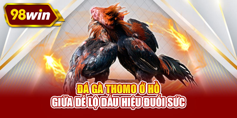 Đá gà Thomo ở hồ giữa dễ lộ dấu hiệu đuối sức
