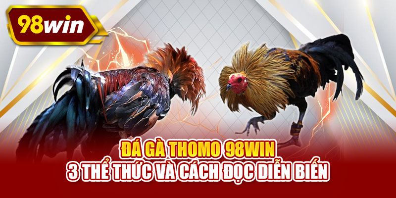 Đá gà Thomo