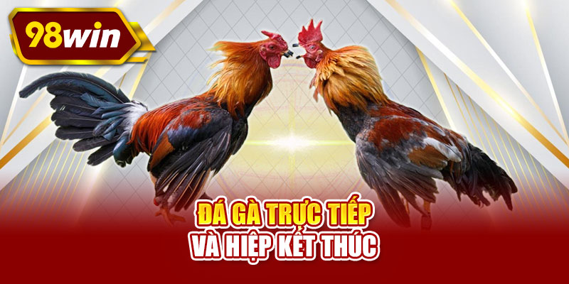 Đá gà trực tiếp và hiệp kết thúc