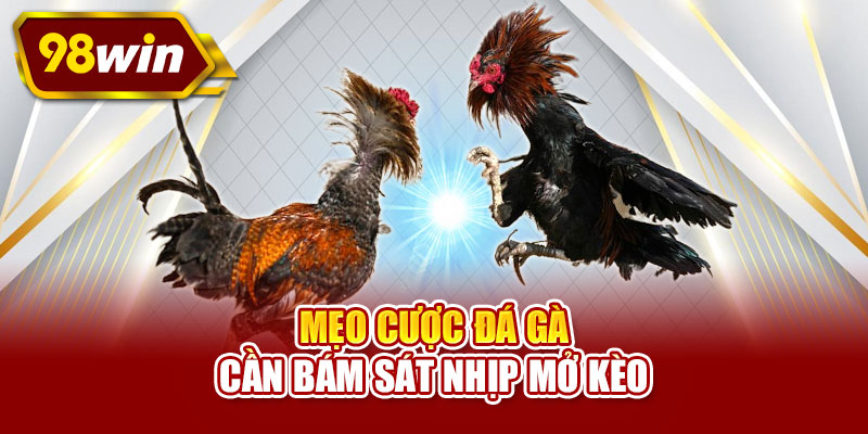 Mẹo cược đá gà cần bám sát nhịp mở kèo